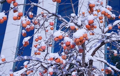 El invierno de Shinmade no es demasiado frío.